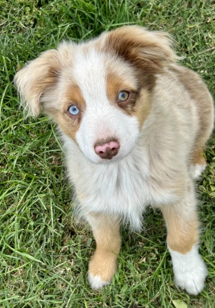 Bing