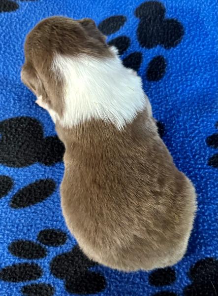 Nutmeg