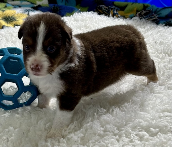 Nutmeg
