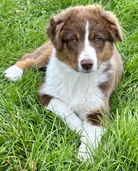 Nutmeg