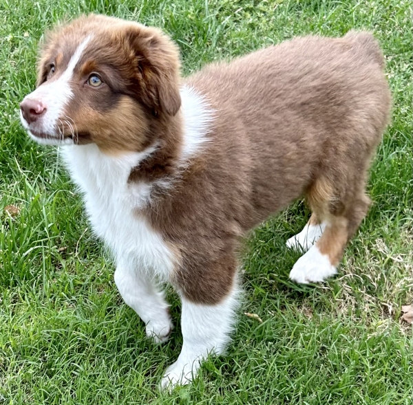 Nutmeg