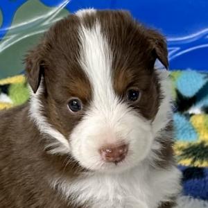 Tyson