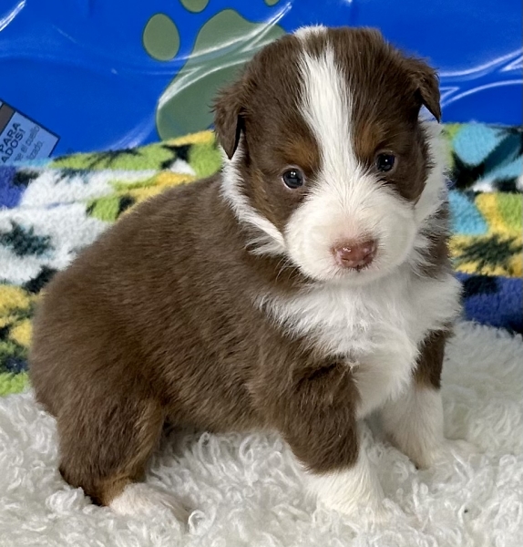 Tyson