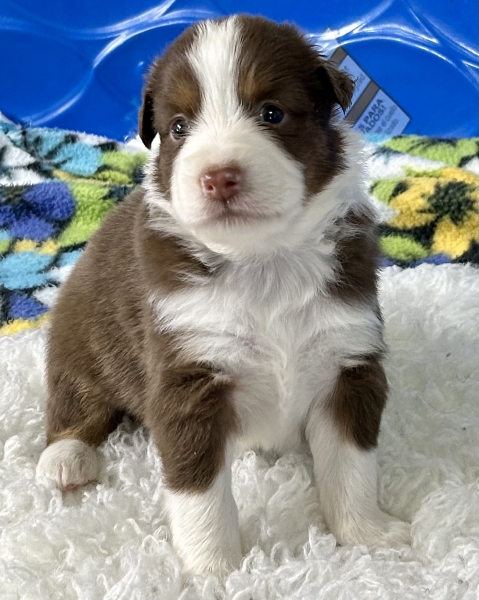 Tyson