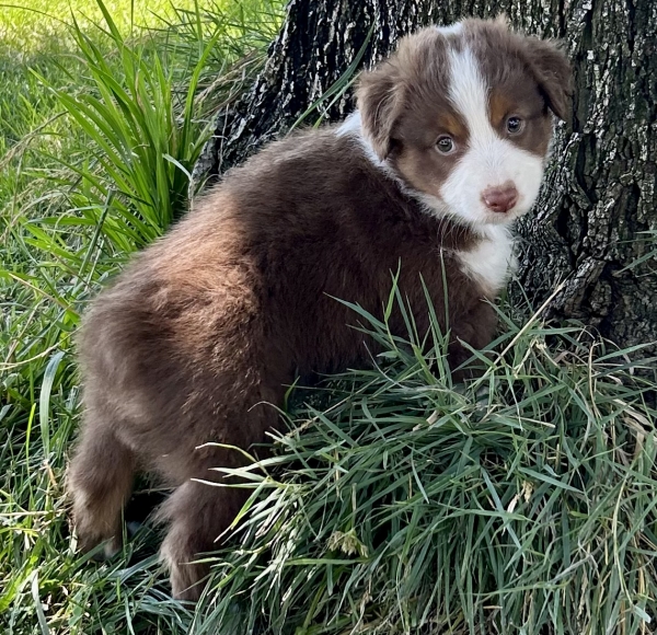 Tyson