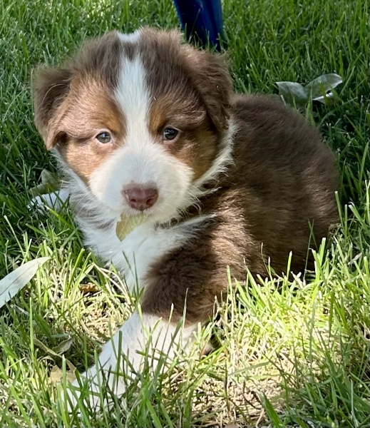 Tyson