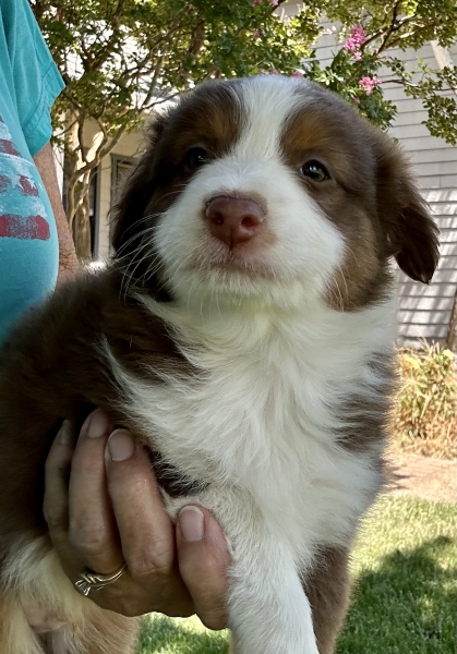 Tyson