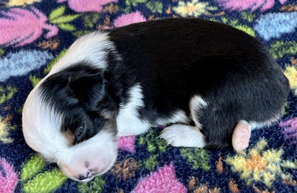 Kona