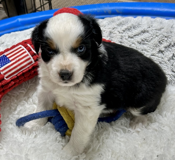 Kona