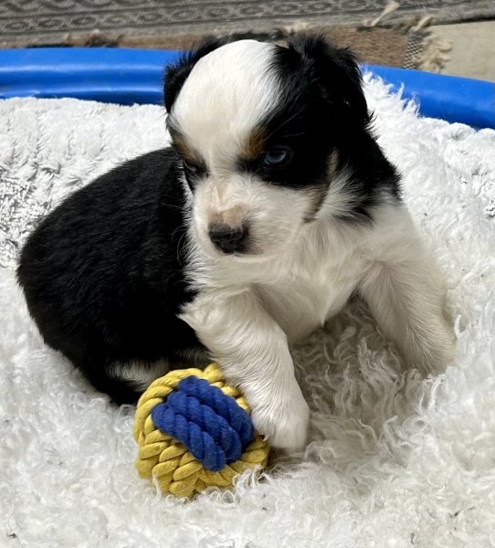 Kona