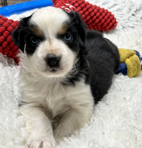 Kona