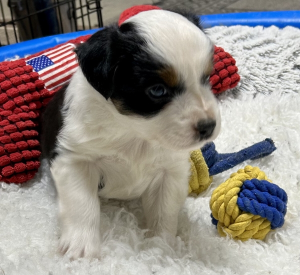 Kona
