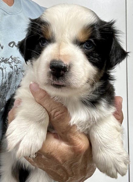 Kona
