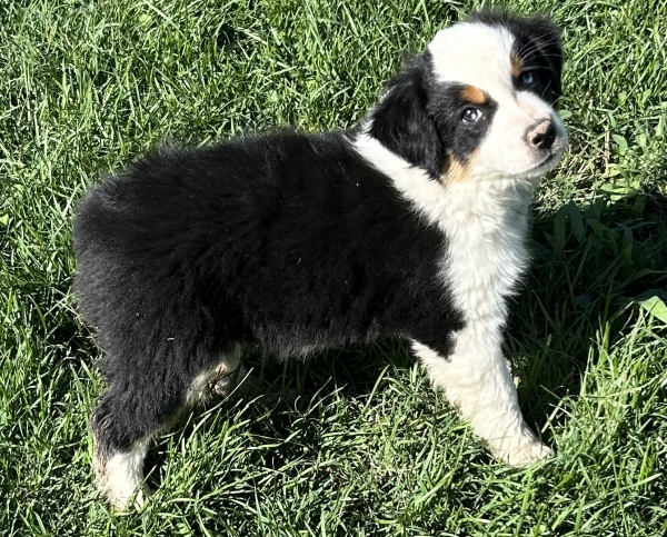Kona