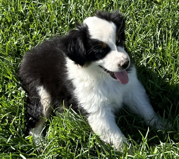Kona