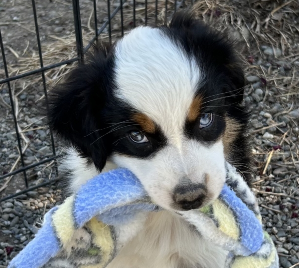 Kona
