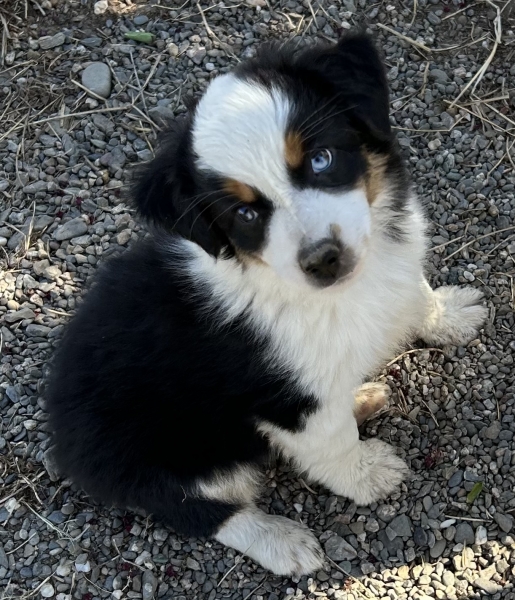 Kona