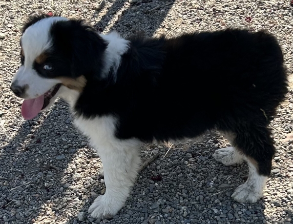 Kona