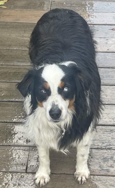 Kona