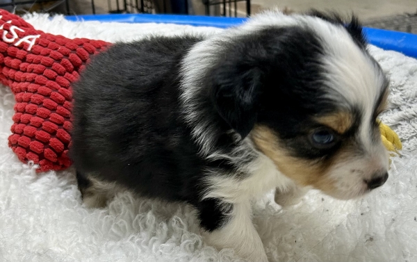 Toby