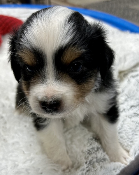 Toby