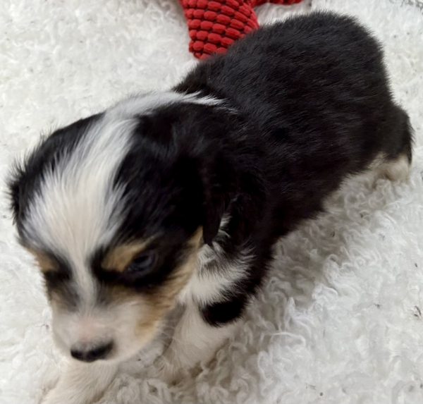 Toby