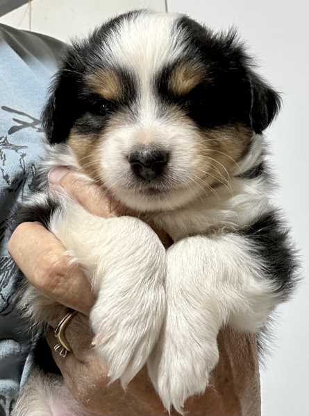 Toby
