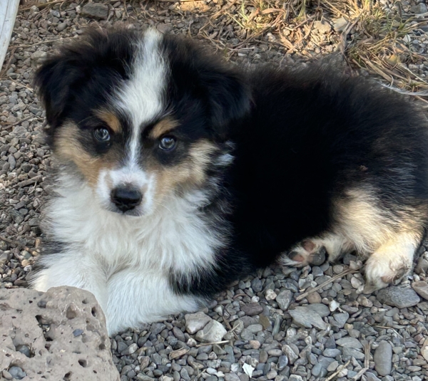 Toby
