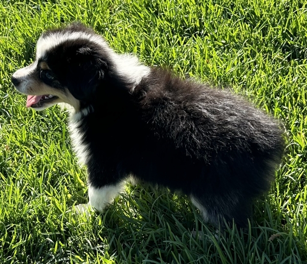 Toby