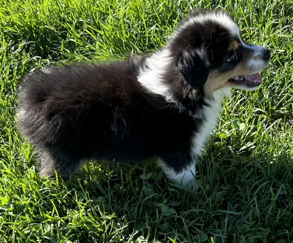 Toby
