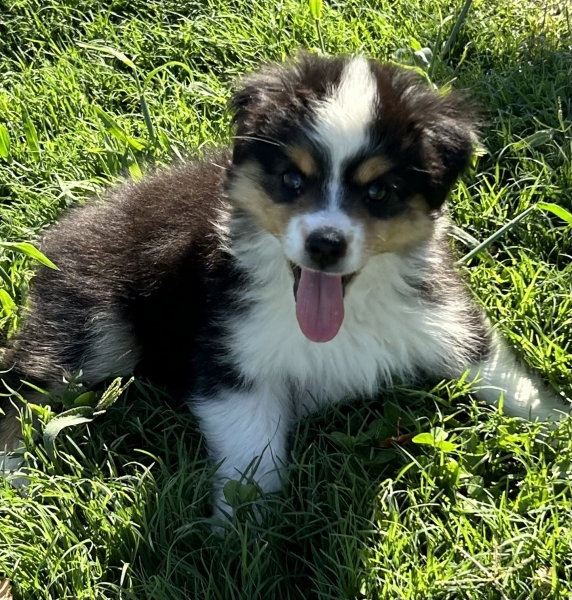 Toby