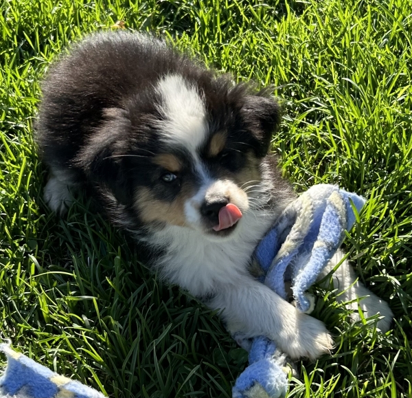 Toby