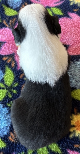 Murphy