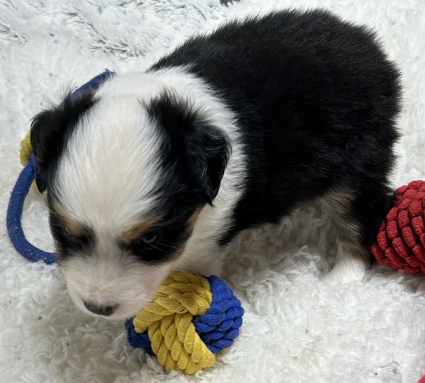 Murphy