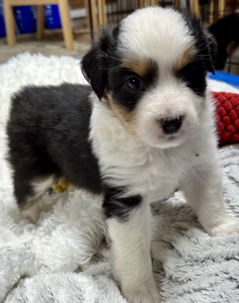 Murphy