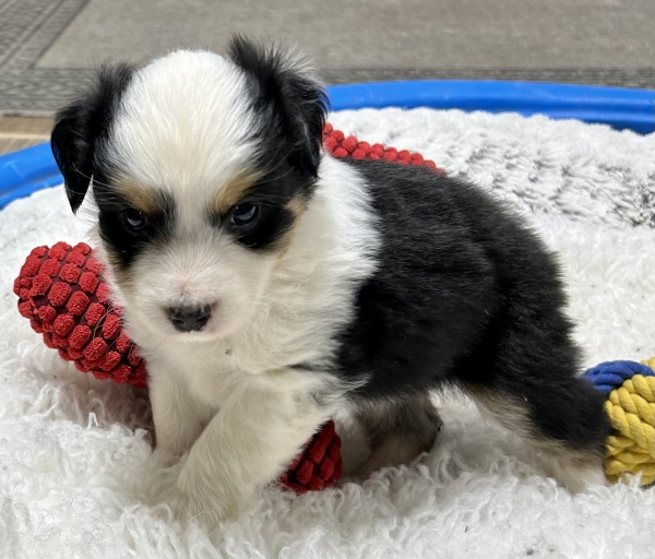 Murphy