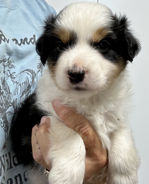 Murphy