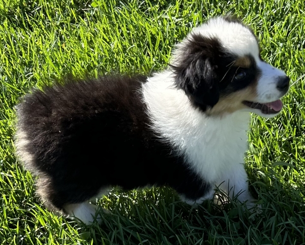 Murphy