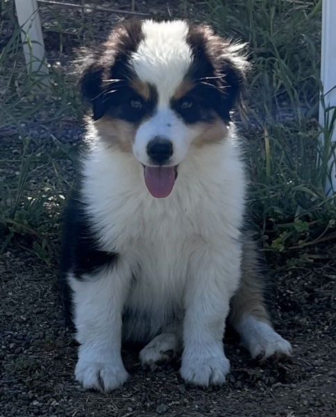 Murphy