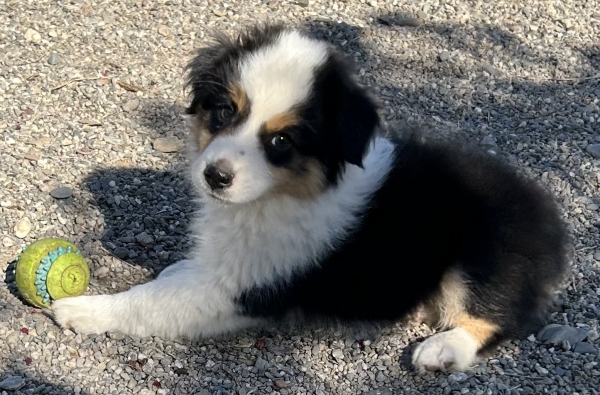 Murphy