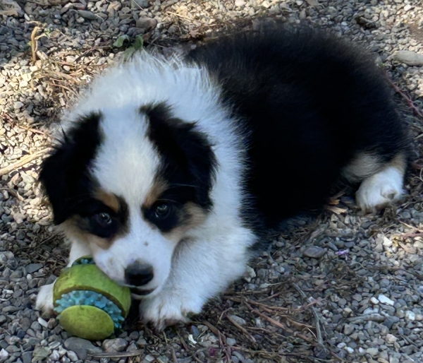 Murphy