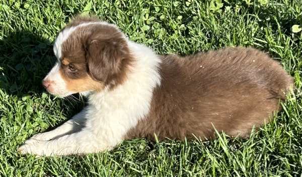 Annie