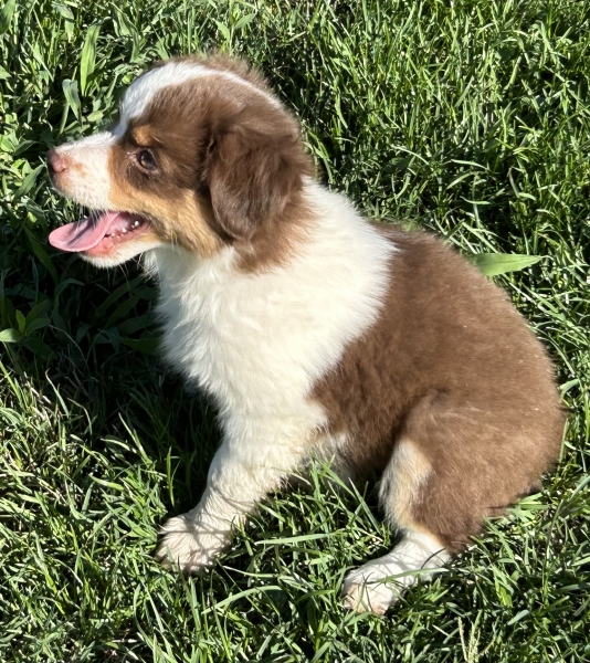 Annie