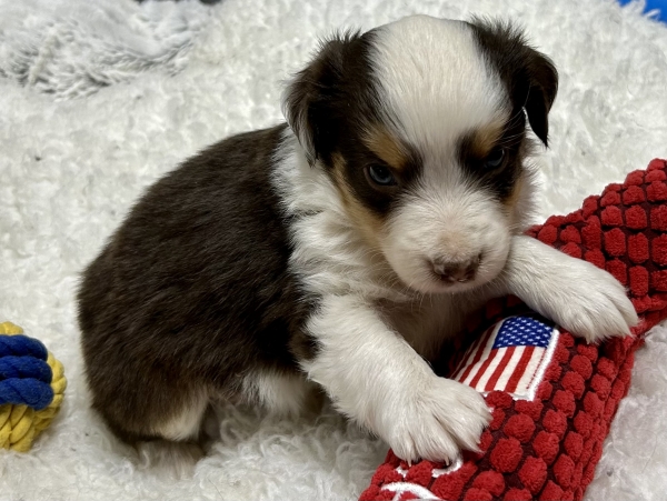 Cooper