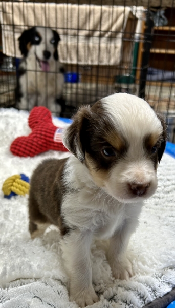 Cooper