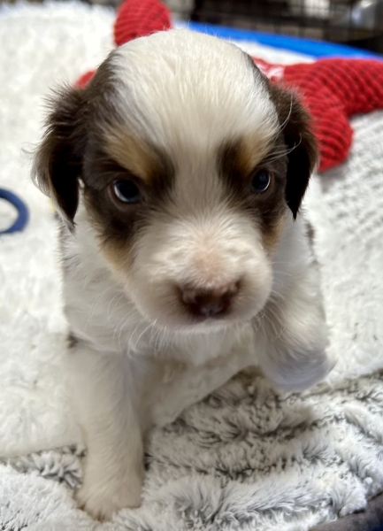 Cooper