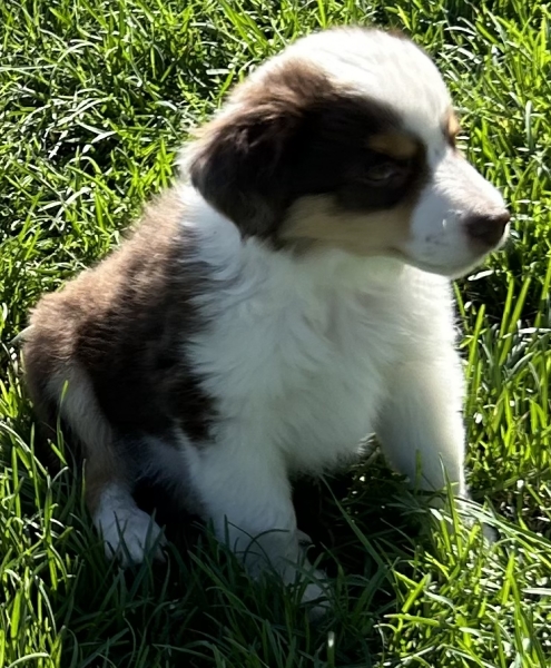 Cooper