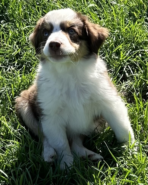 Cooper