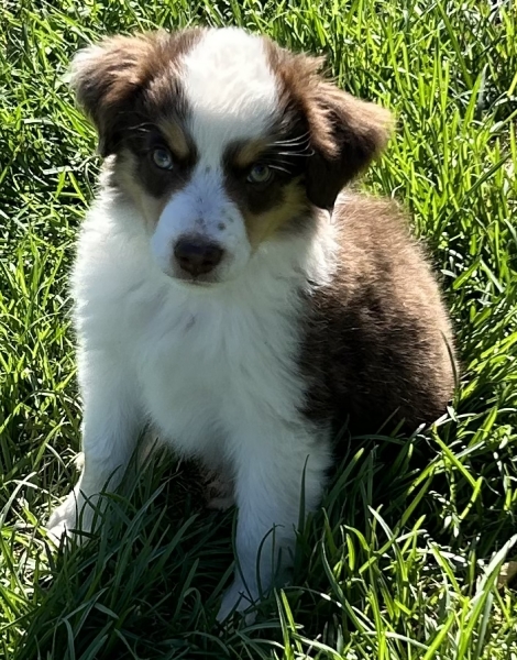 Cooper