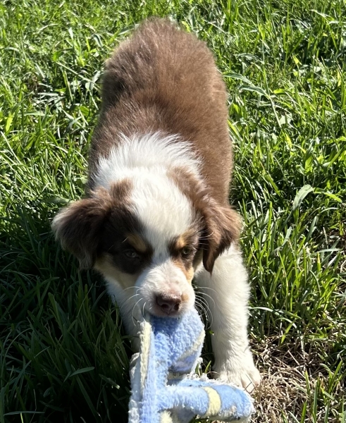 Cooper
